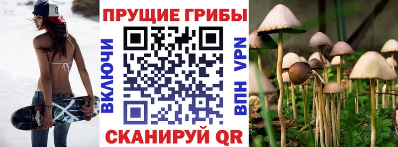 Купить  Дорогобуж  Галлюциногенные грибы Psilocybine cubensis 